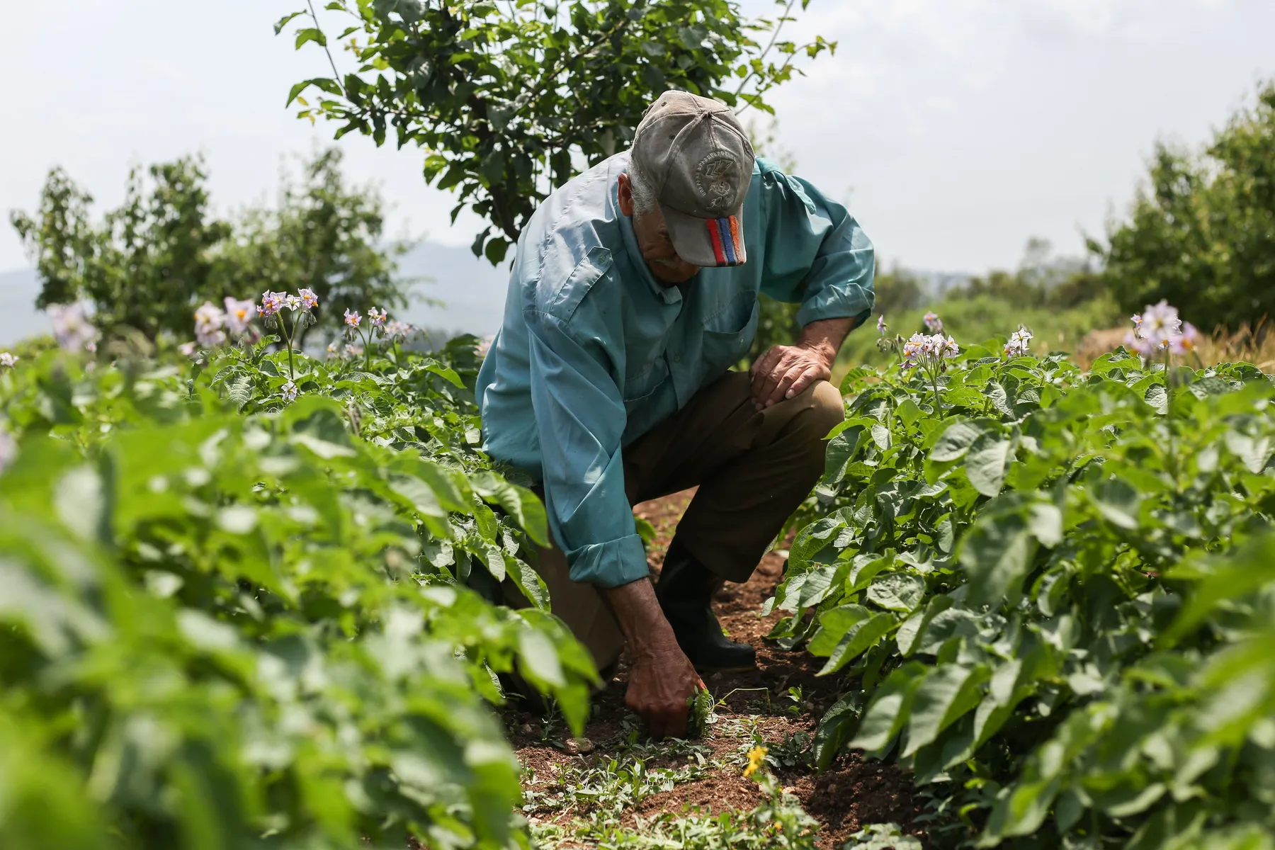 Producteur dans son champ – expériences TerraGo